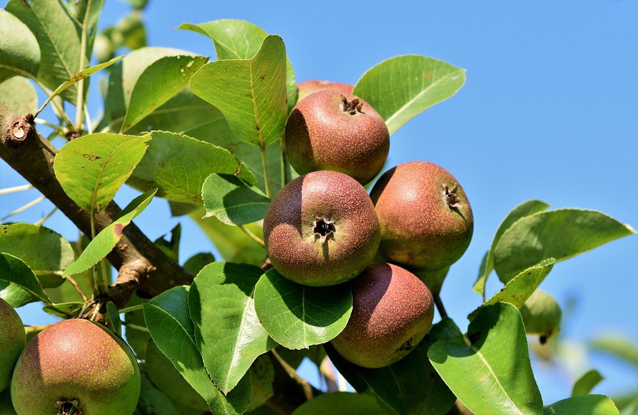 Pruning 101: When and How to Prune